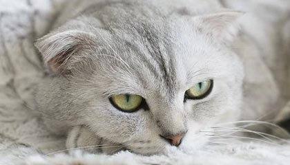 爱游戏 电竞-德甲：汉诺威1-4败给门兴，守门员多次救险依旧难挡败局，汉诺威门将