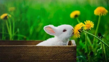 爱游戏 电竞-德甲：汉诺威1-4败给门兴，守门员多次救险依旧难挡败局，汉诺威门将