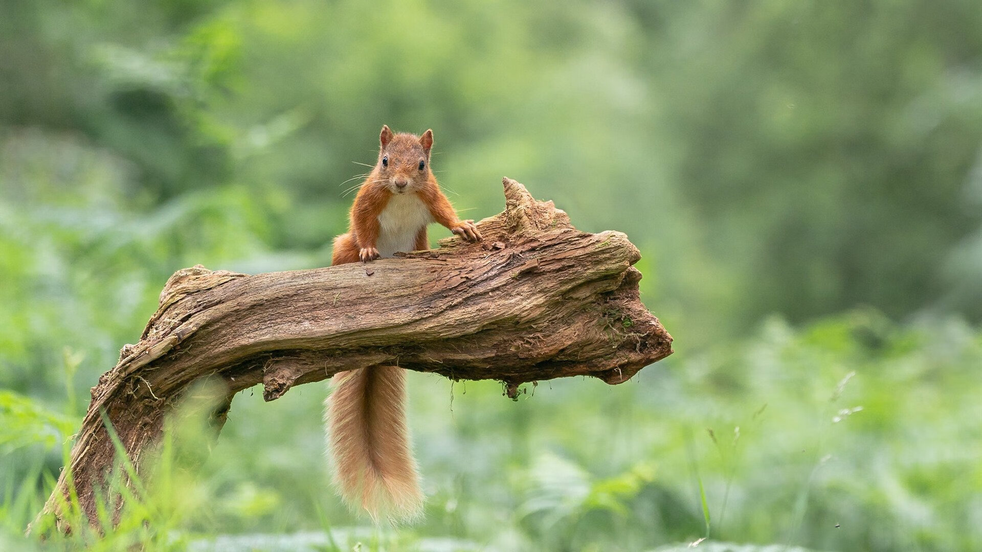 爱游戏在线登录入口-_篮网队攻守兼备，战胜强队信心满满_，篮网队战术