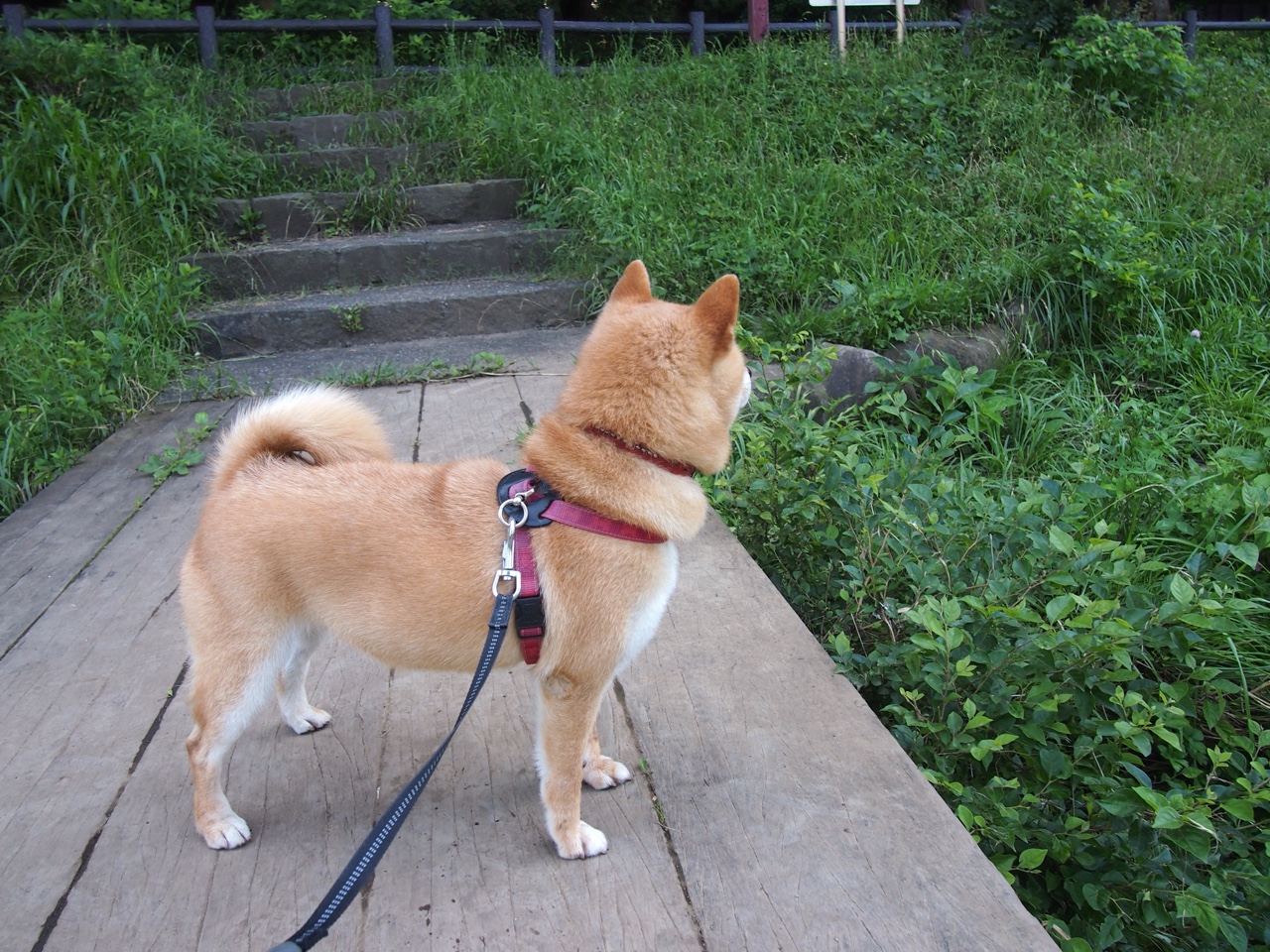 爱游戏电竞官网-“德甲冠军争夺白热化，劲旅悉数奋战”，德甲热身赛