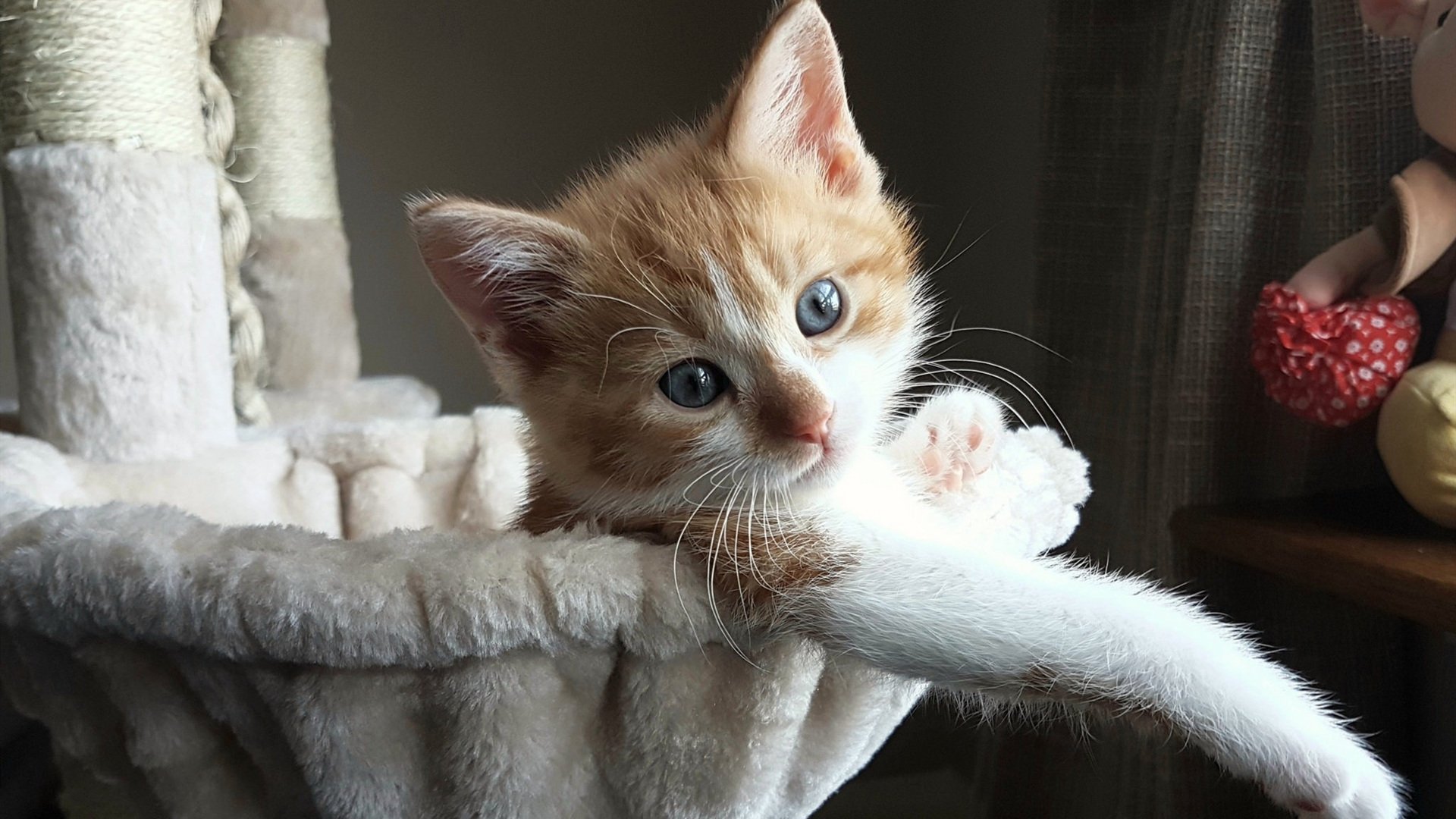 “德甲冠军悬念临近,领跑队伍状态火热”,德甲冠军次数排名最新