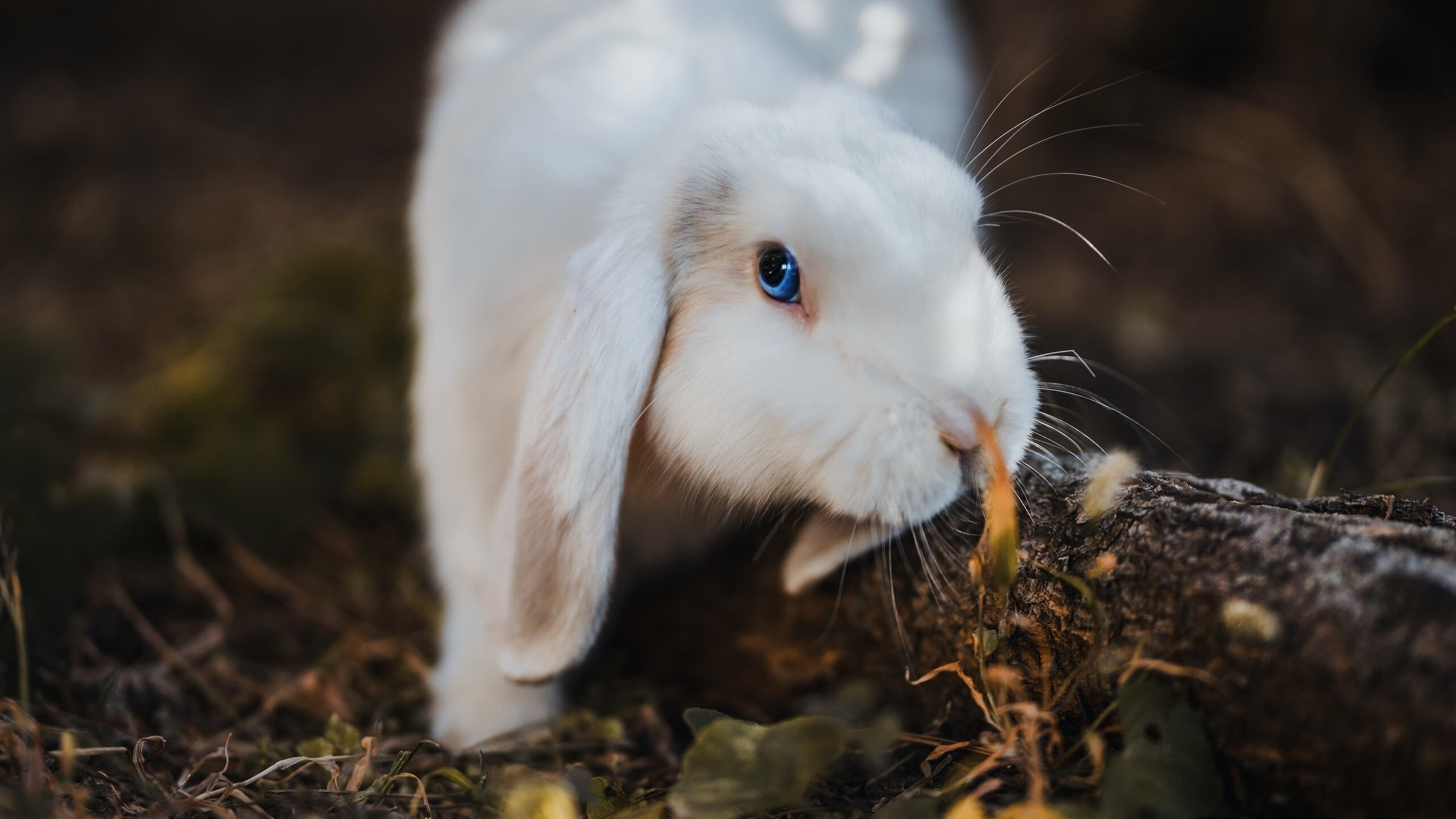 爱游戏平台-“足球公益项目助推乡村足球，普及全民运动”，农村足球比赛