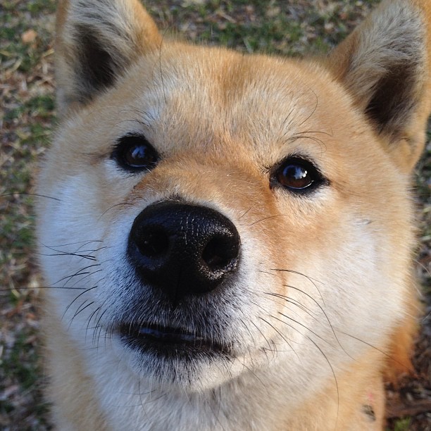 《社区互动:粉丝投票选出最喜爱的战队》,最聚合的粉丝社区平台