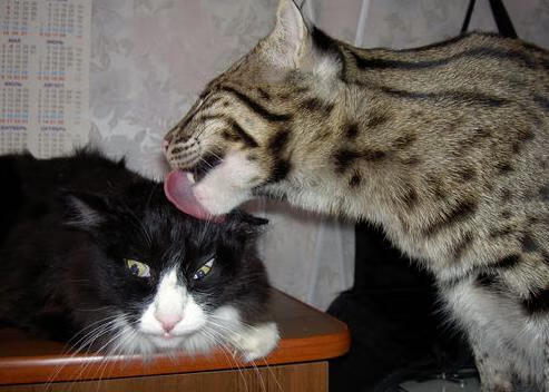 冰雪金靴归属瑞士前锋拉法埃尔·斯图尔尼