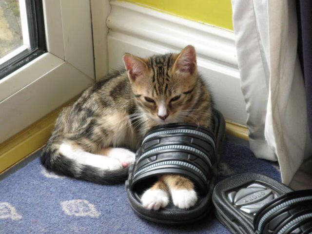 冰面带球狂奔60米,伊朗10号球员一战封神,伊朗3号人物