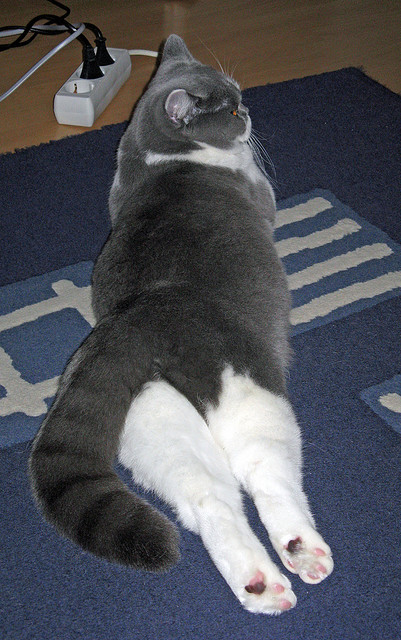 未来“足球天才”崭露头角,欧冠新星的冉冉升起,未来足球巨星