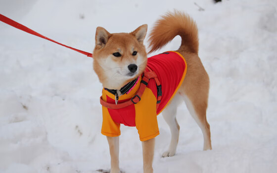 爱游戏体育平台-篮球裁判执法视频辅助技术推广，篮球裁判培训视频 迅雷下载