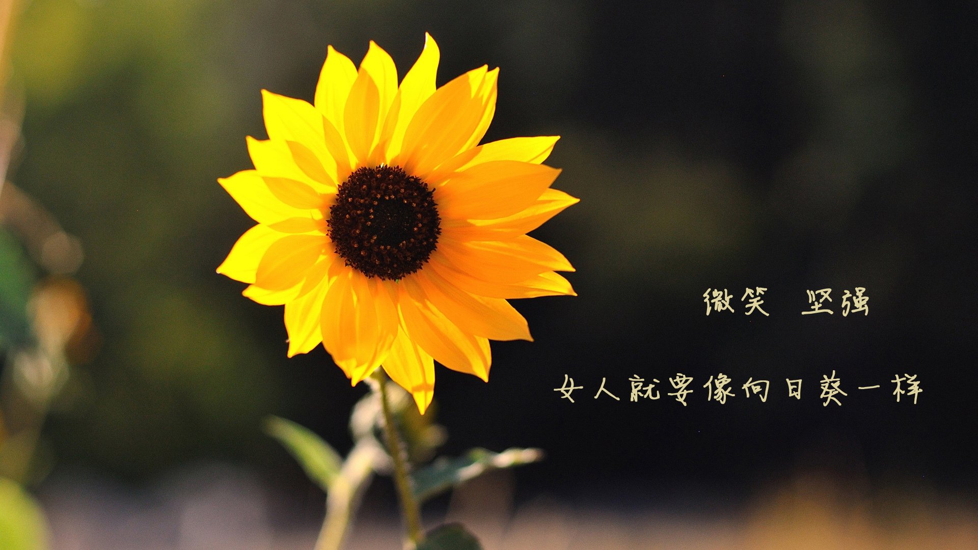 英超焦点战役持续火热,带动足球文化繁荣,英超精彩