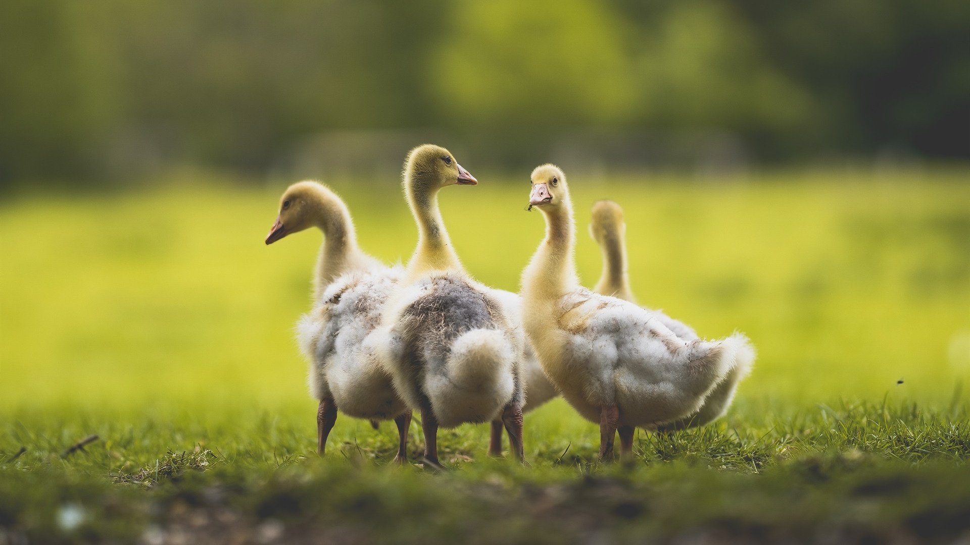 青少年足球竞赛持续升温，基层足球人才储备逐步丰富，青少年足球选拔
