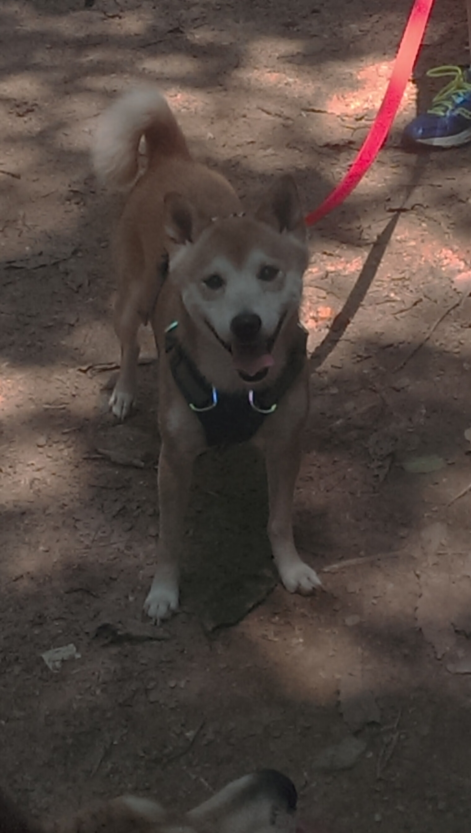 AYX SPORTS-RNG粉丝支持力度加大，rng粉丝互动环节