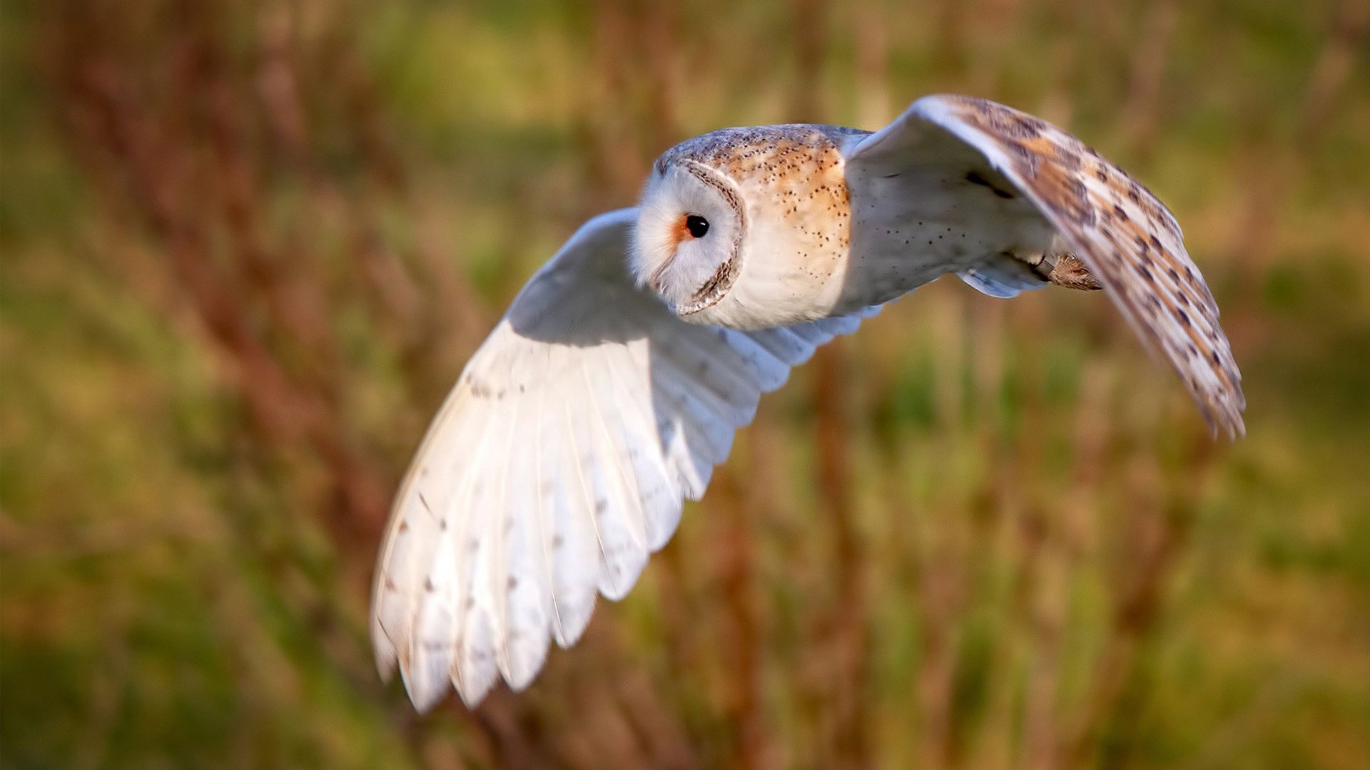 博洛尼亚客场逼平斯帕尔,侧翼进攻收获一分表现出色,博洛尼亚主帅
