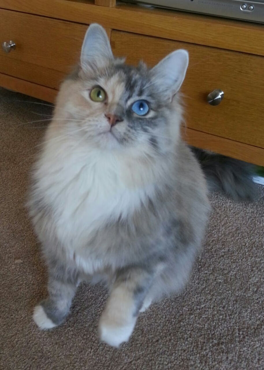 爱游戏平台-女足世界杯观众参与度创历史新高，女足世界杯关注度