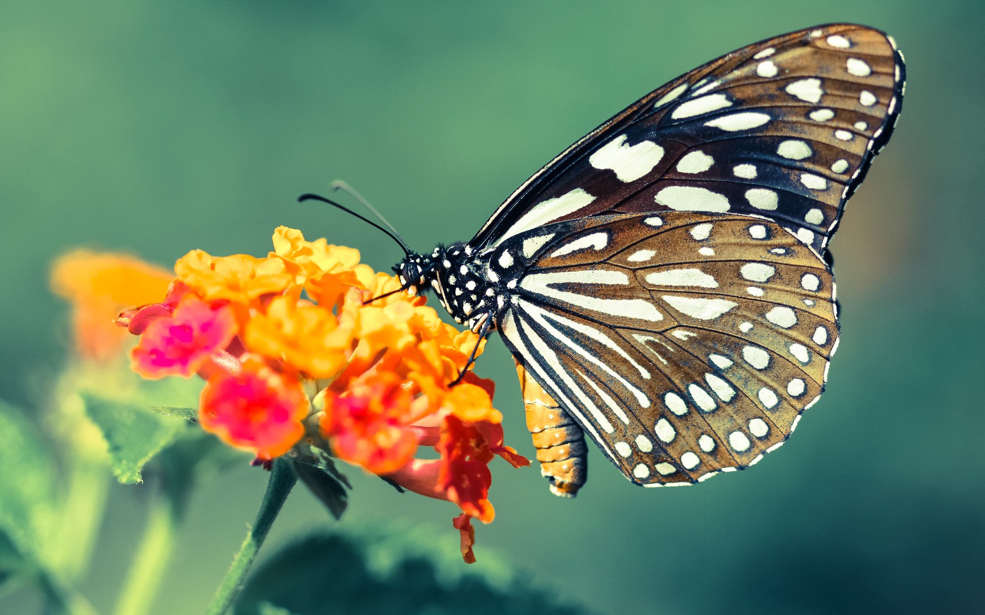 曼联锋线火力强大,红魔军团冲击欧冠席位,曼联红魔图片