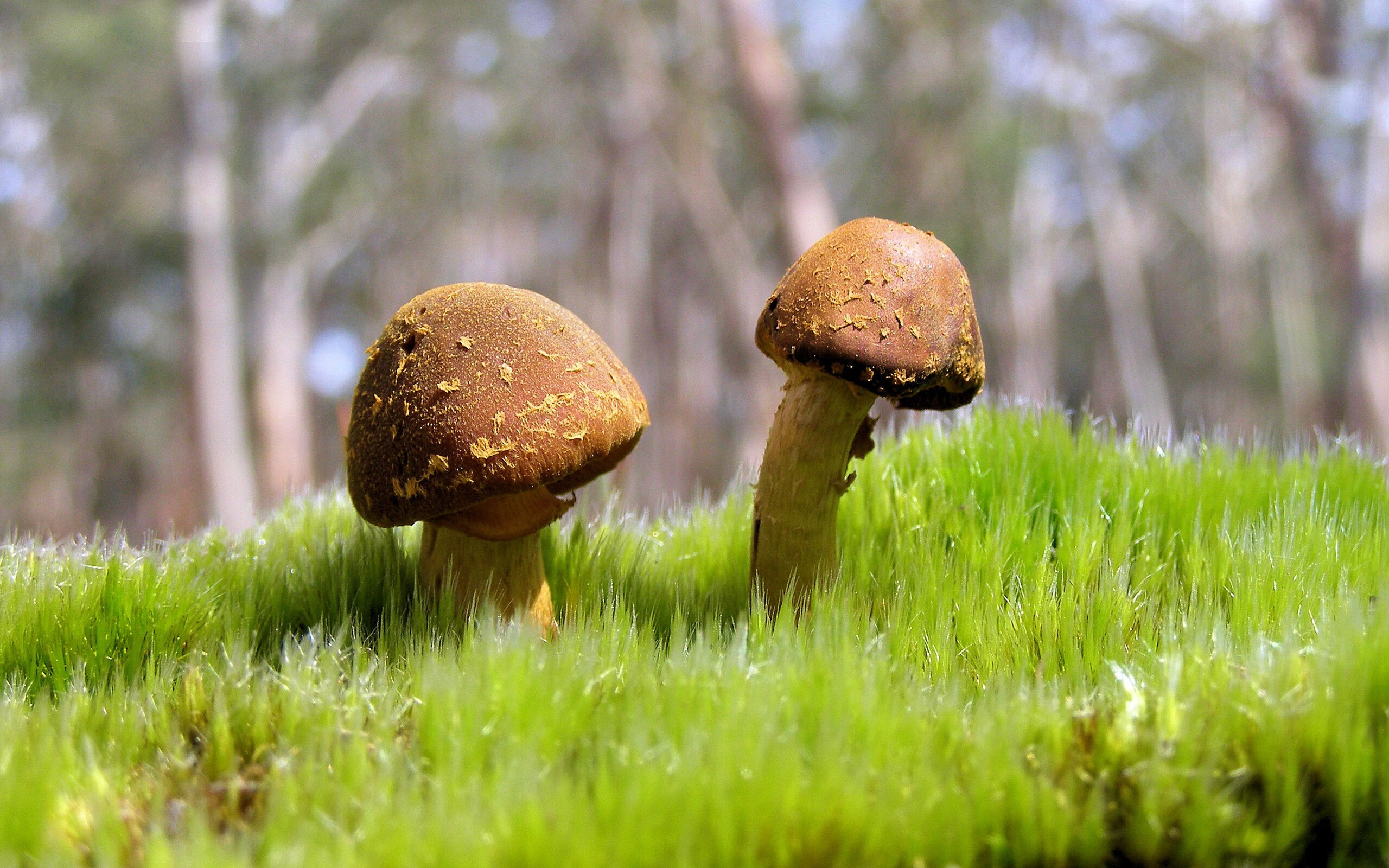 爱游戏体育平台-琉球黄金国王关键比赛获胜，琉球王国属于哪个国家