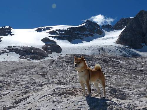 皇马惨遭拜仁淘汰,梦断欧冠四强,皇马对拜仁欧冠