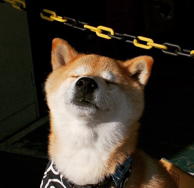 爱游戏登录入口-雄鹿全队爆发大胜公牛，雄鹿vs公牛