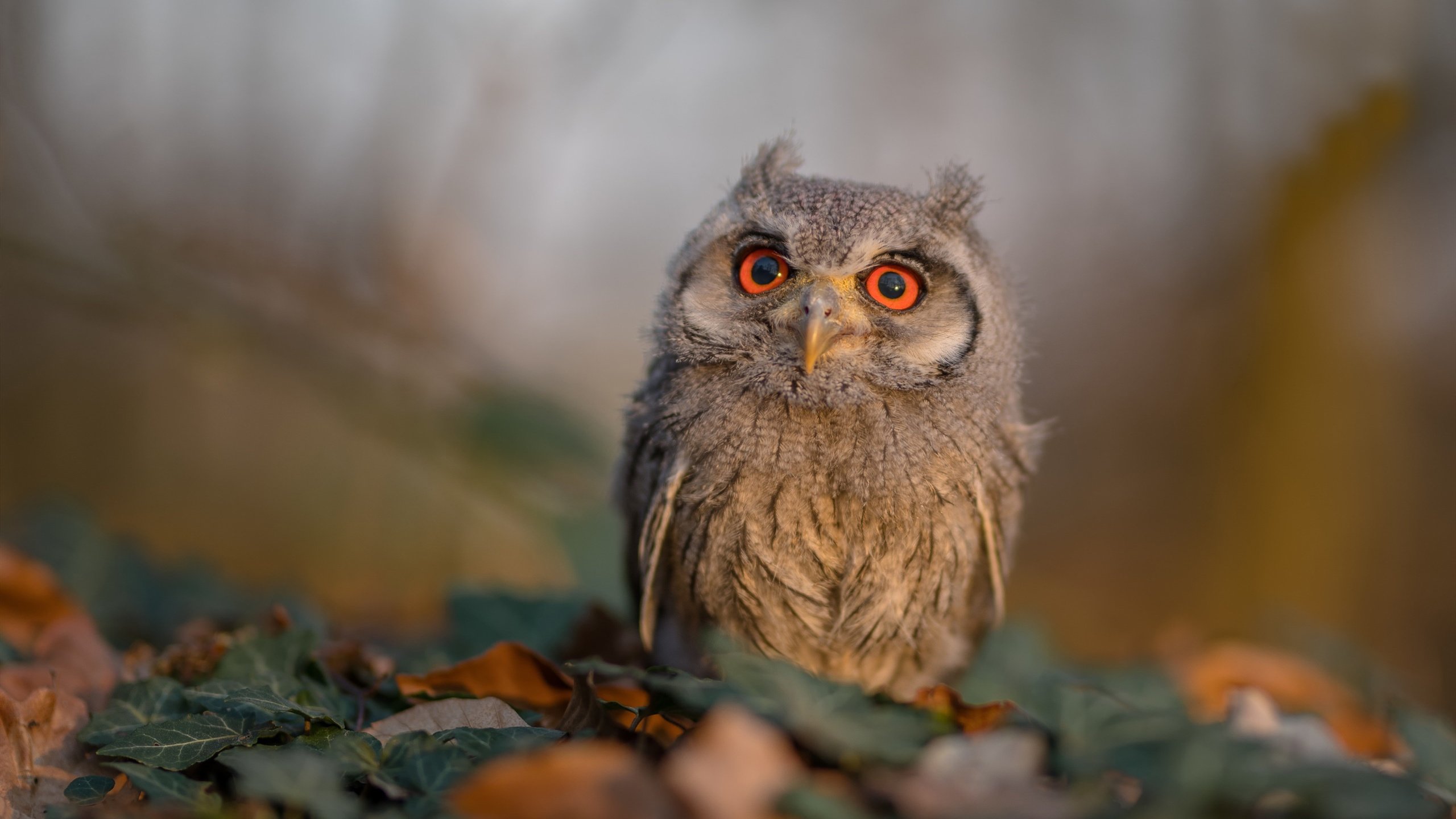 爱游戏体育平台-CBA联赛营销内容为何缺少情绪表达，cba运营