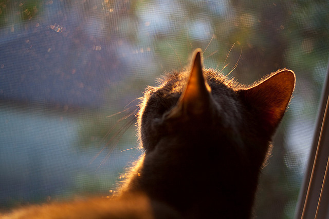 博卡需引入高水平中场,提升控球能力,博卡啥意思