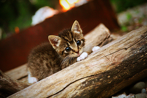 爱游戏体育-混合泳德国双将同时晋级，混合泳冠军