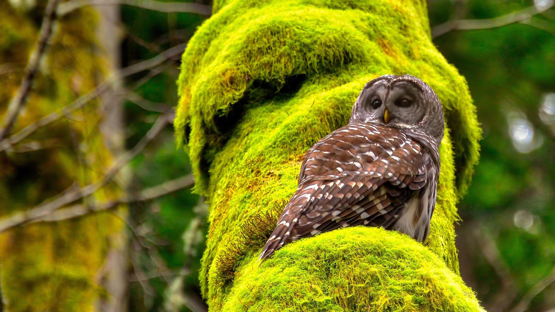 爱游戏体育-尤文图斯引入强力中场，增强中场控制力