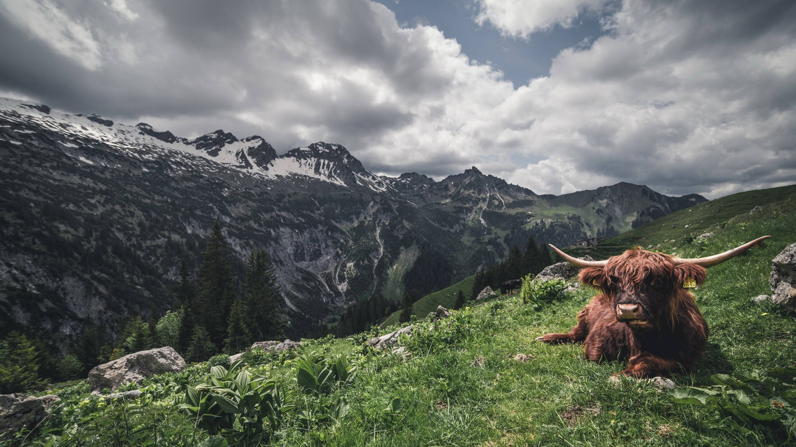 德甲决赛:跌宕起伏的升降机比赛,英甲升降机规则