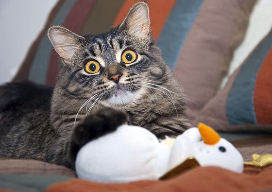 职业球员社交影响力增强个人品牌价值持续上升,球员社交软件是什么