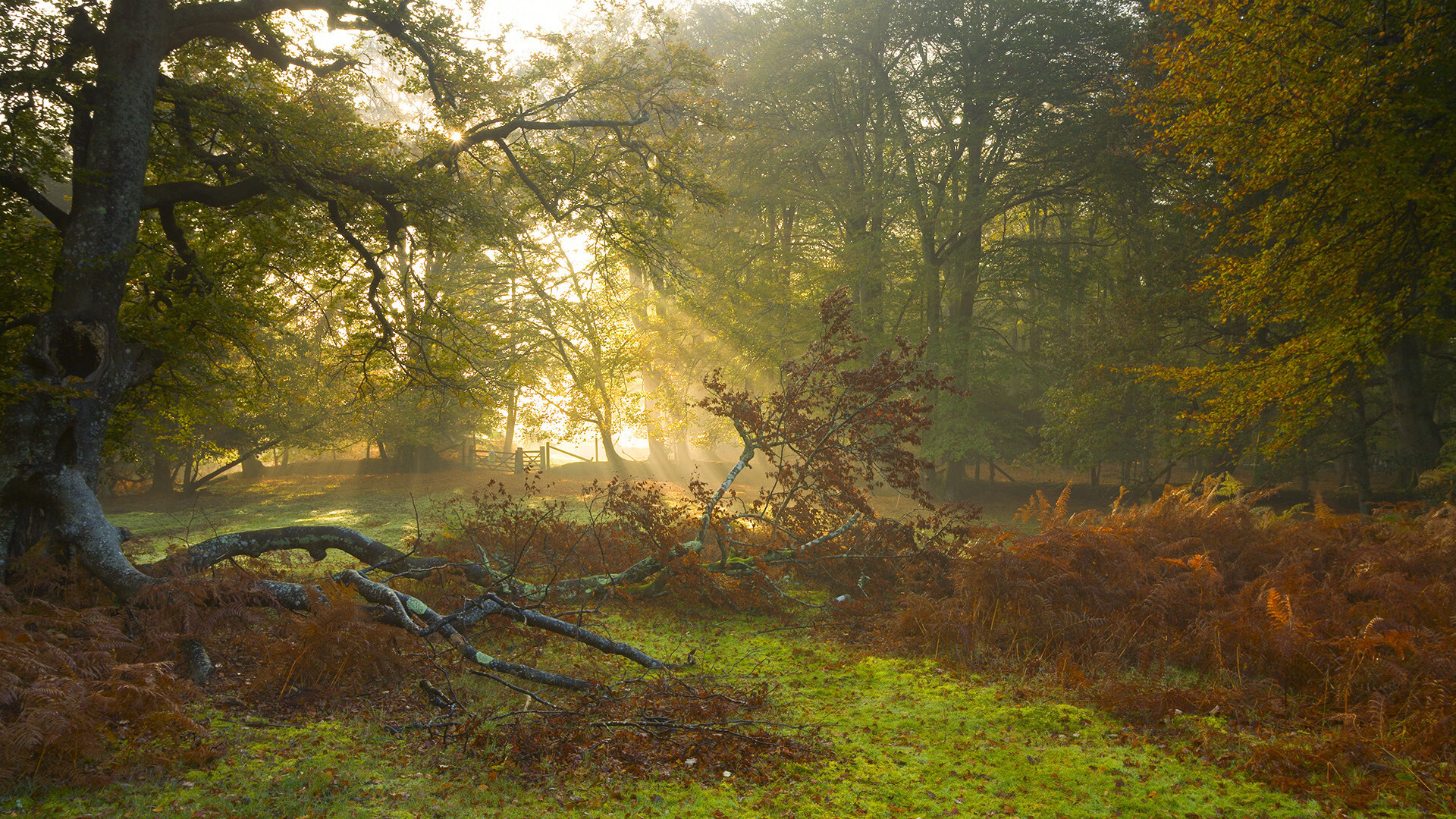 莫莉·奥卡拉汉100米自由泳赛场表现稳健