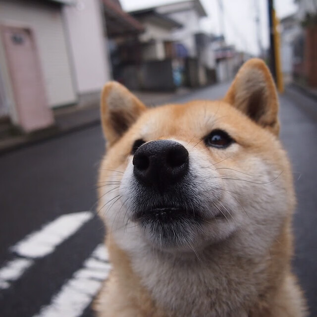 陈佳短距离爆发惊艳蝶泳赛道,陈佳 跳水